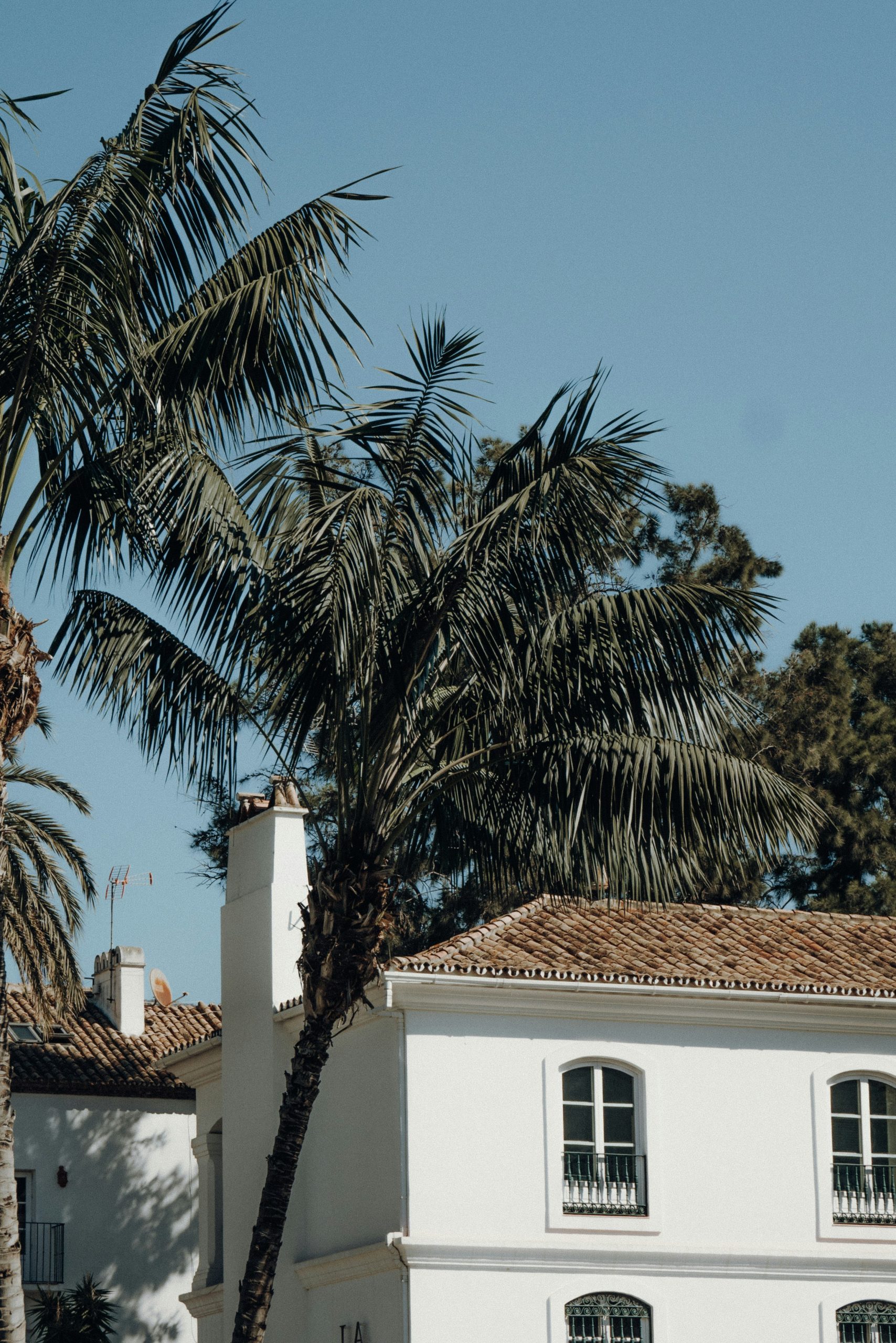 White Andalusian house among palm trees